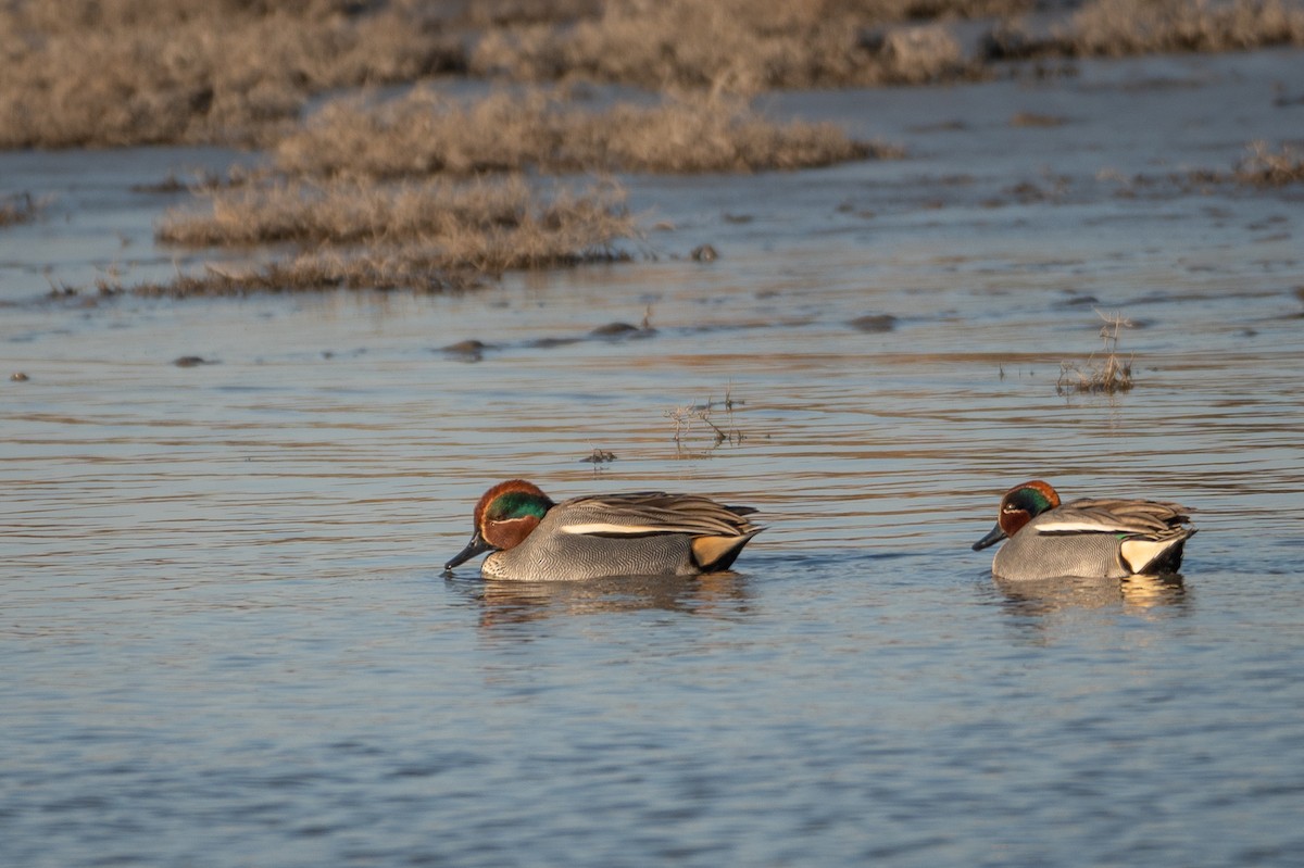 Green-winged Teal - ML410262401