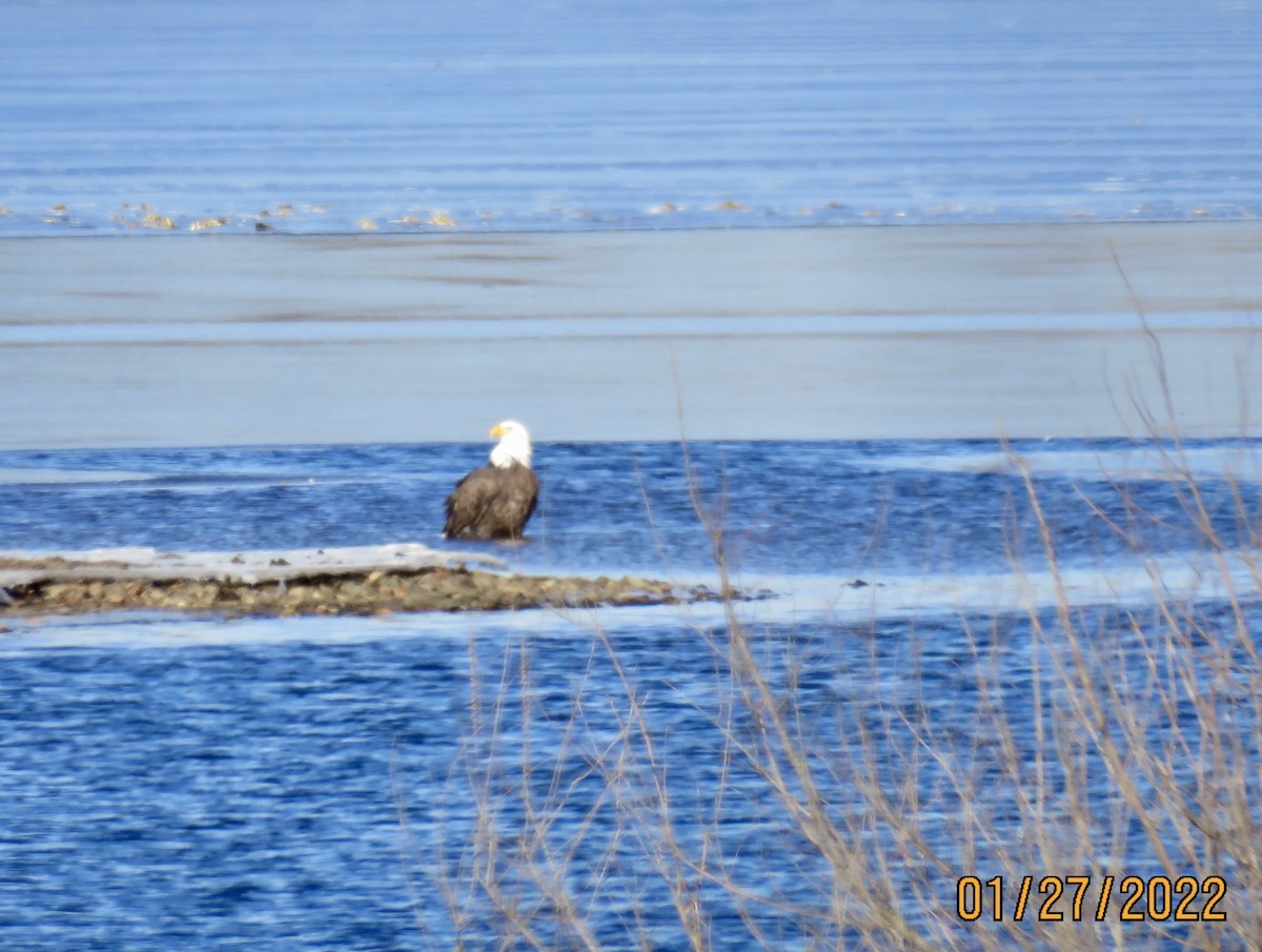 Bald Eagle - ML410263301