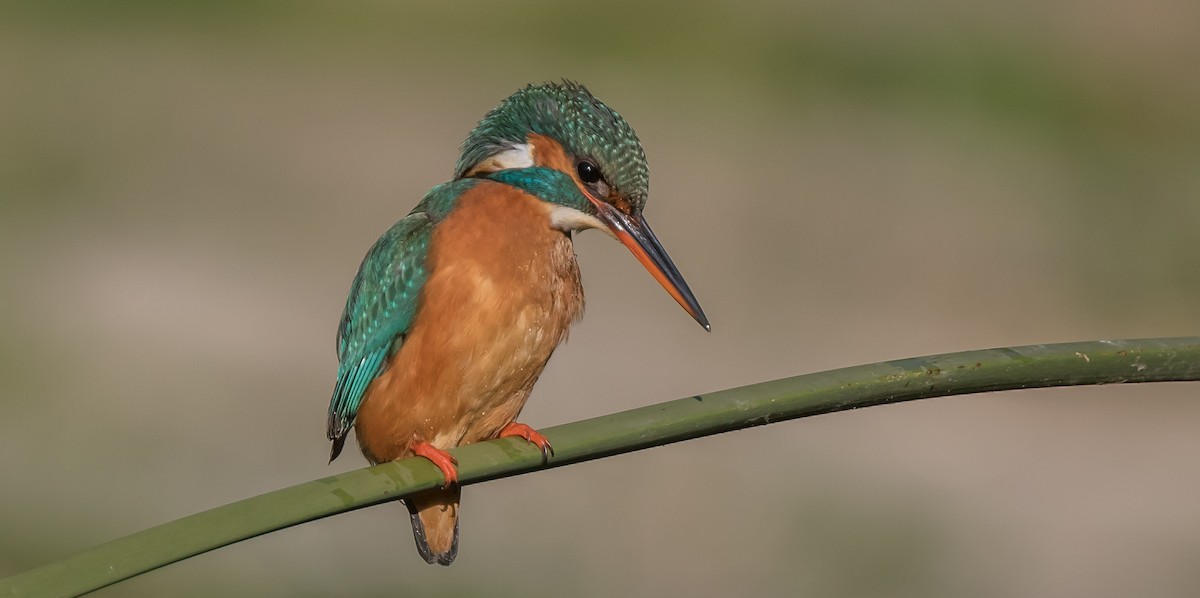 Common Kingfisher - ML410263691