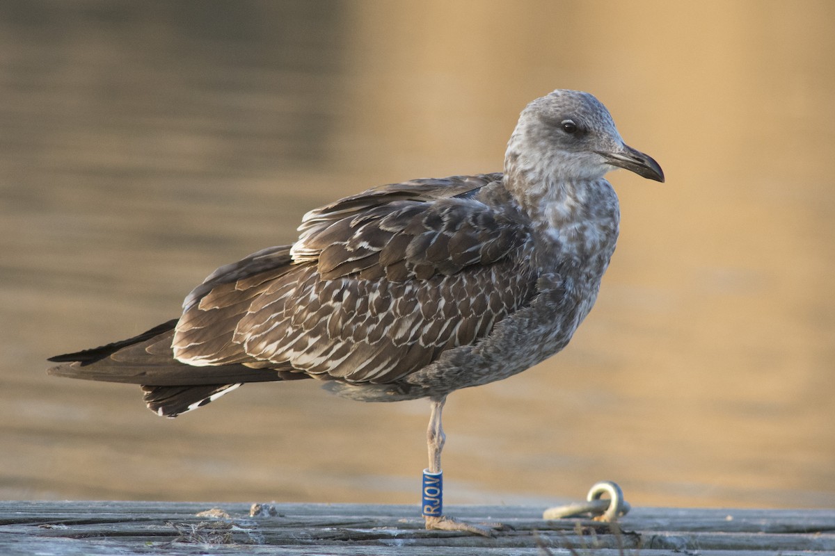 Lesser Black-backed Gull - ML410265301