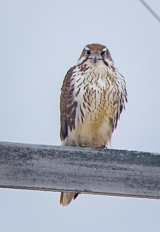Prairie Falcon - bj worth