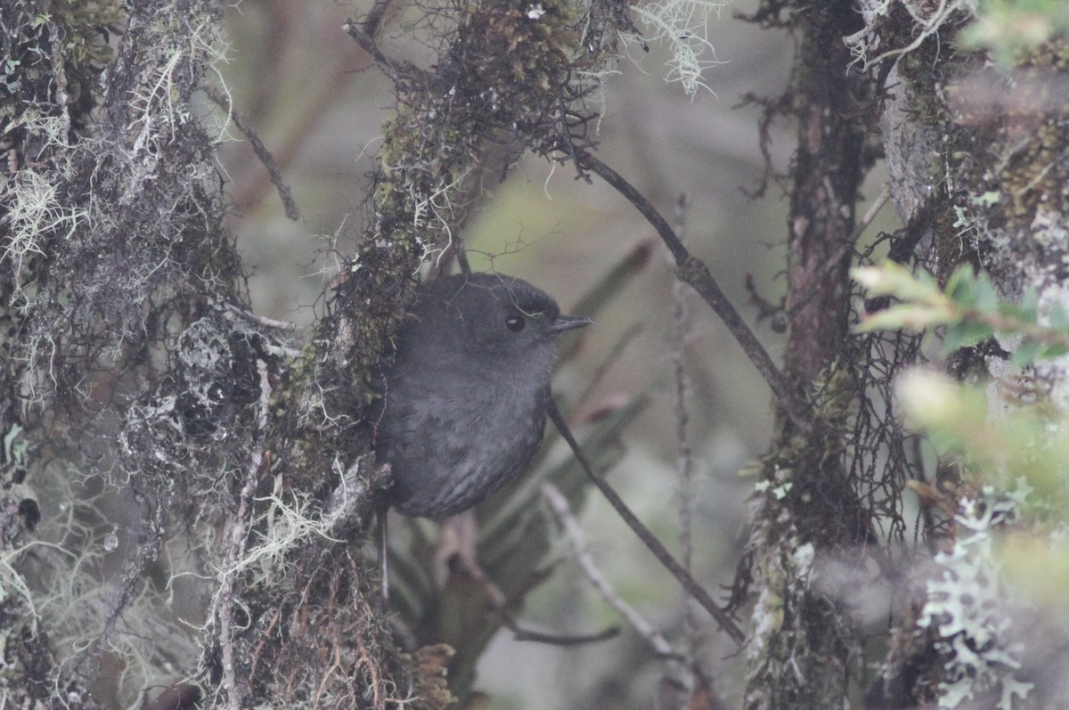 Paramillo Tapaculo - Ian Davies