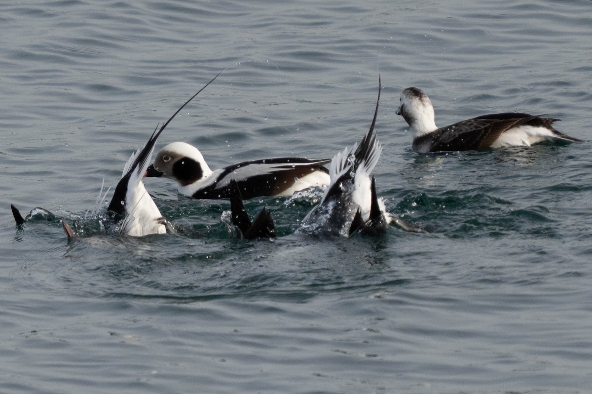 Long-tailed Duck - ML410269761