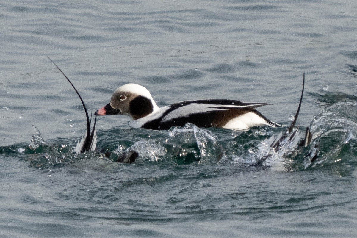 Long-tailed Duck - Grant Price