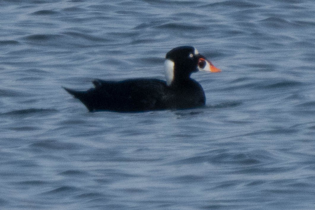 Surf Scoter - Grant Price