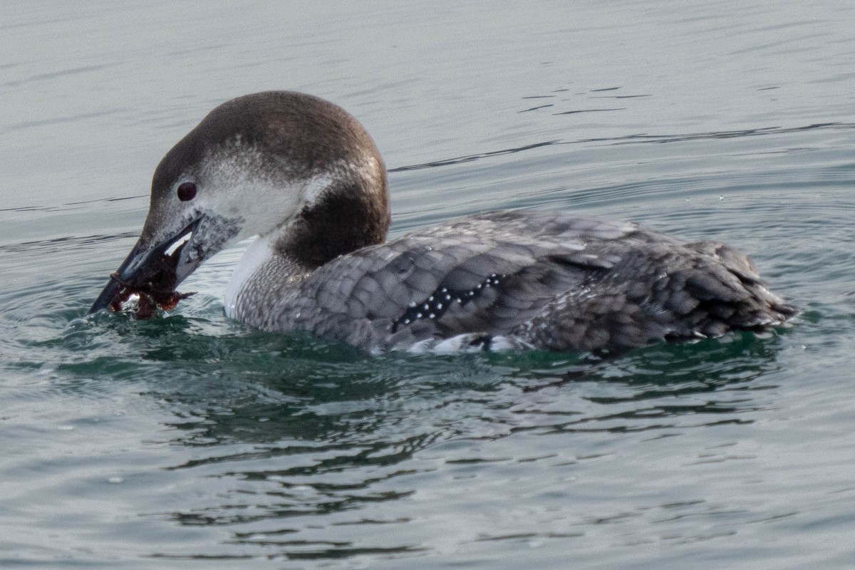 Common Loon - ML410270271