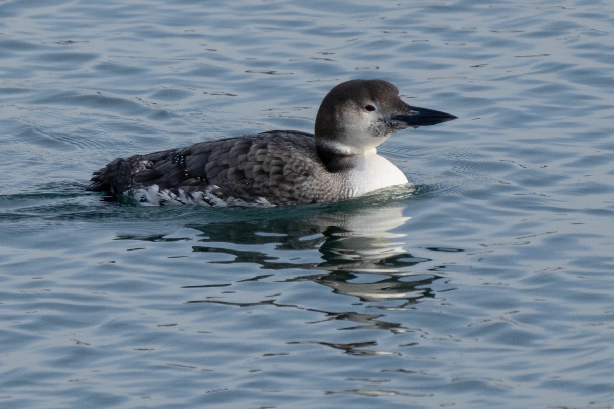 Common Loon - ML410270281