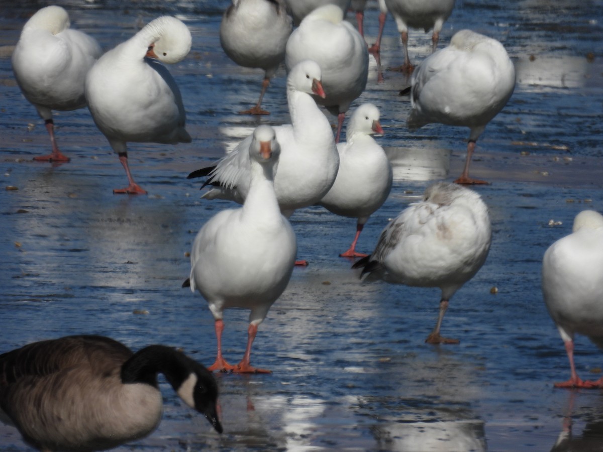Ross's Goose - ML410270381