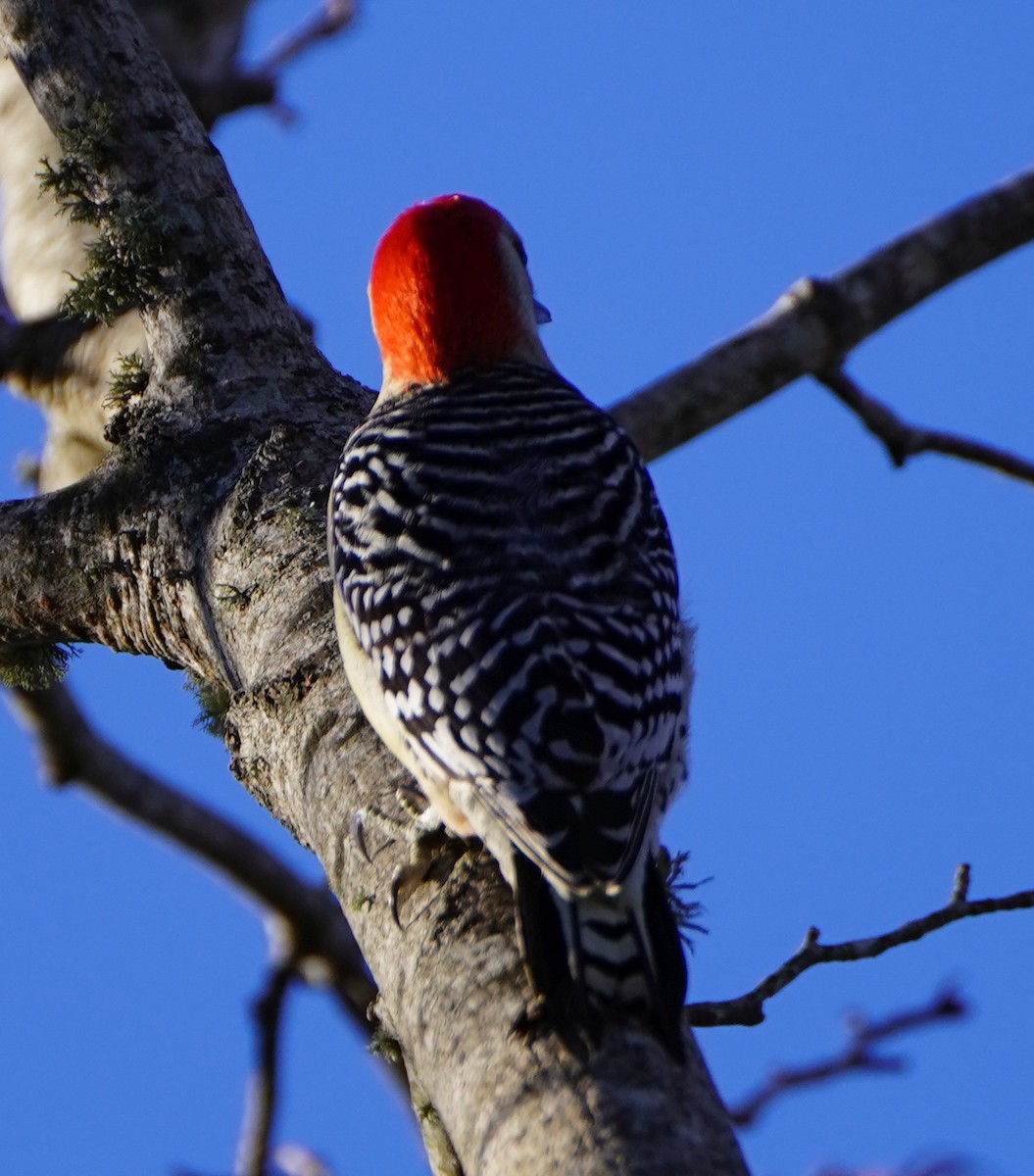 Red-bellied Woodpecker - Nelson Smith