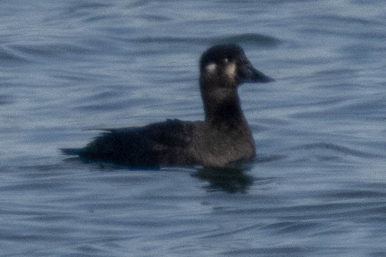 White-winged Scoter - ML410270821