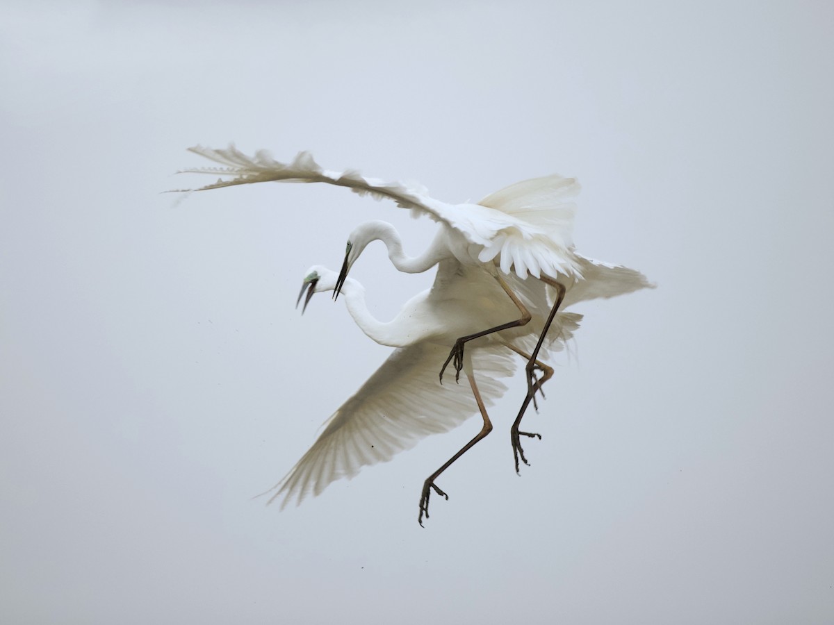 Great Egret - ML410272631