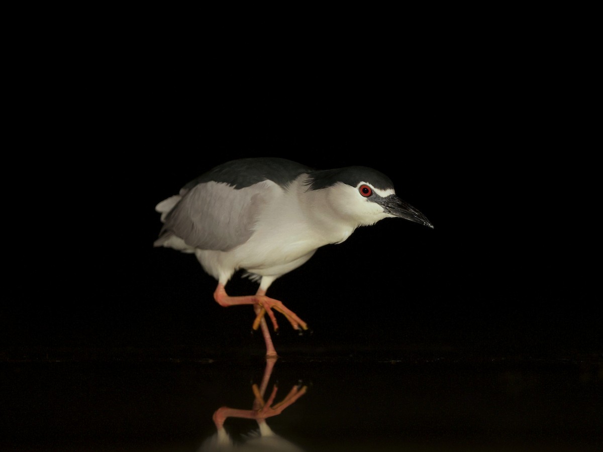 Black-crowned Night Heron - James Helmer