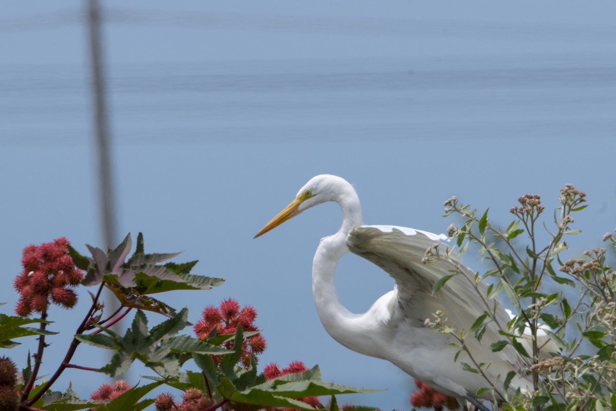 Grande Aigrette - ML410275411