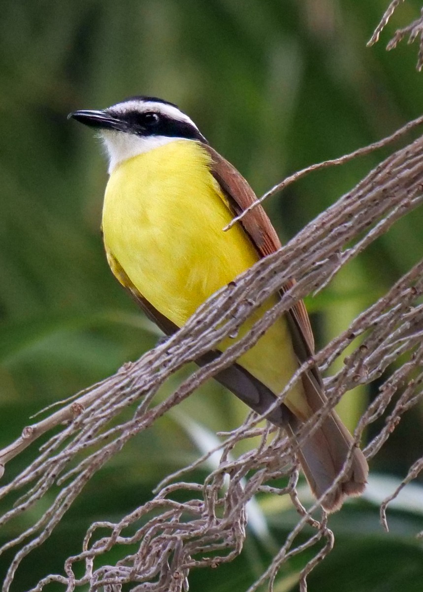 Great Kiskadee - ML410276321