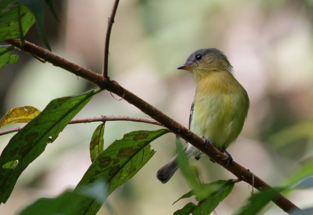 Handsome Flycatcher - Ian Davies