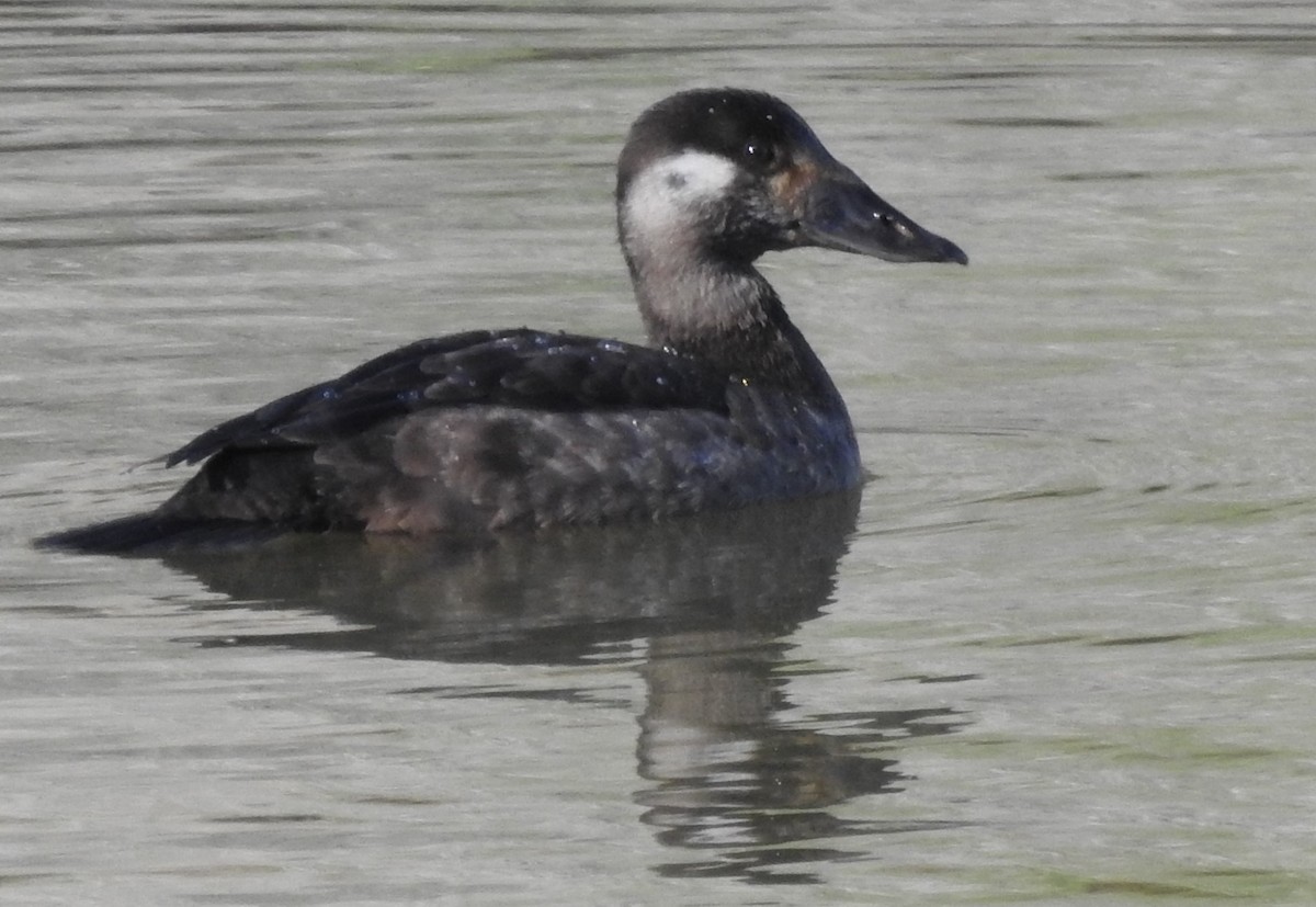Surf Scoter - ML410278301