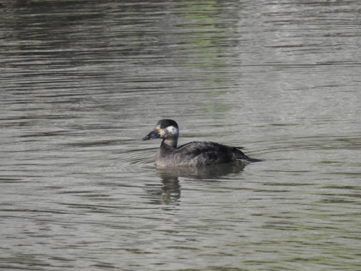Surf Scoter - ML410278311