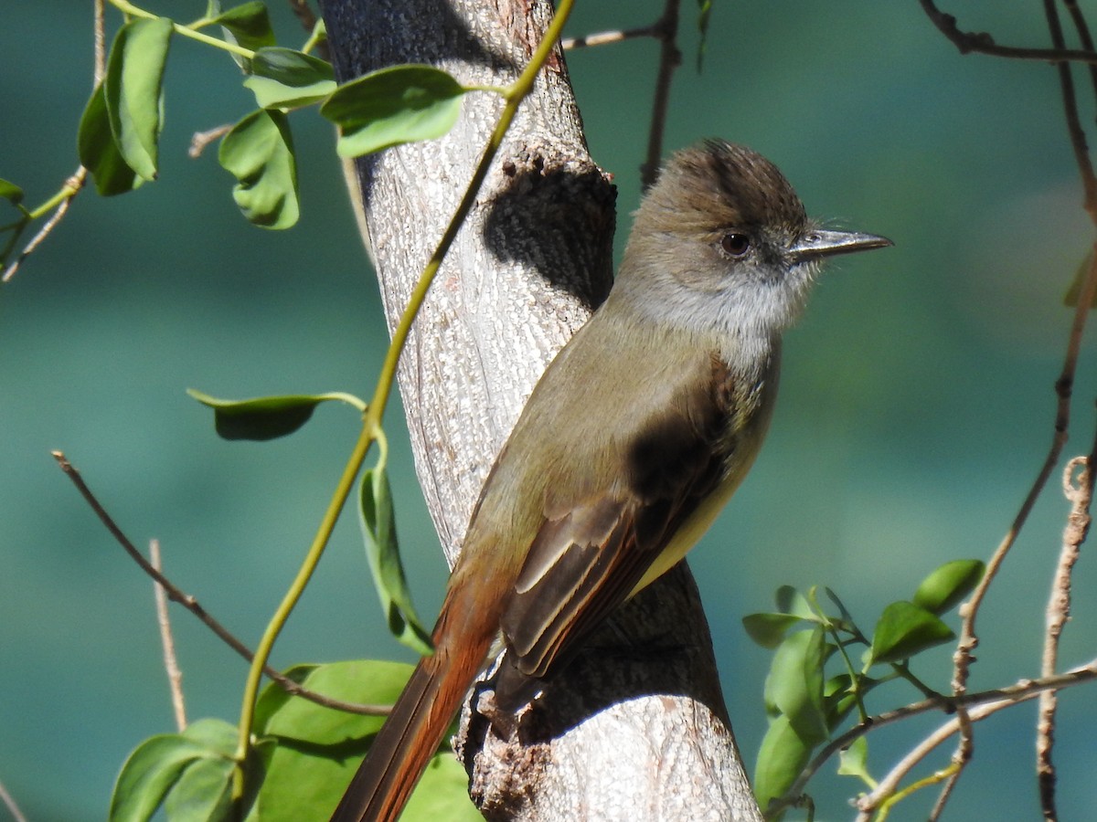 Dusky-capped Flycatcher - ML410278401