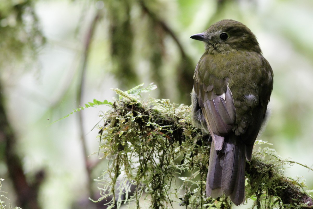 Cotinga olivâtre - ML41027871