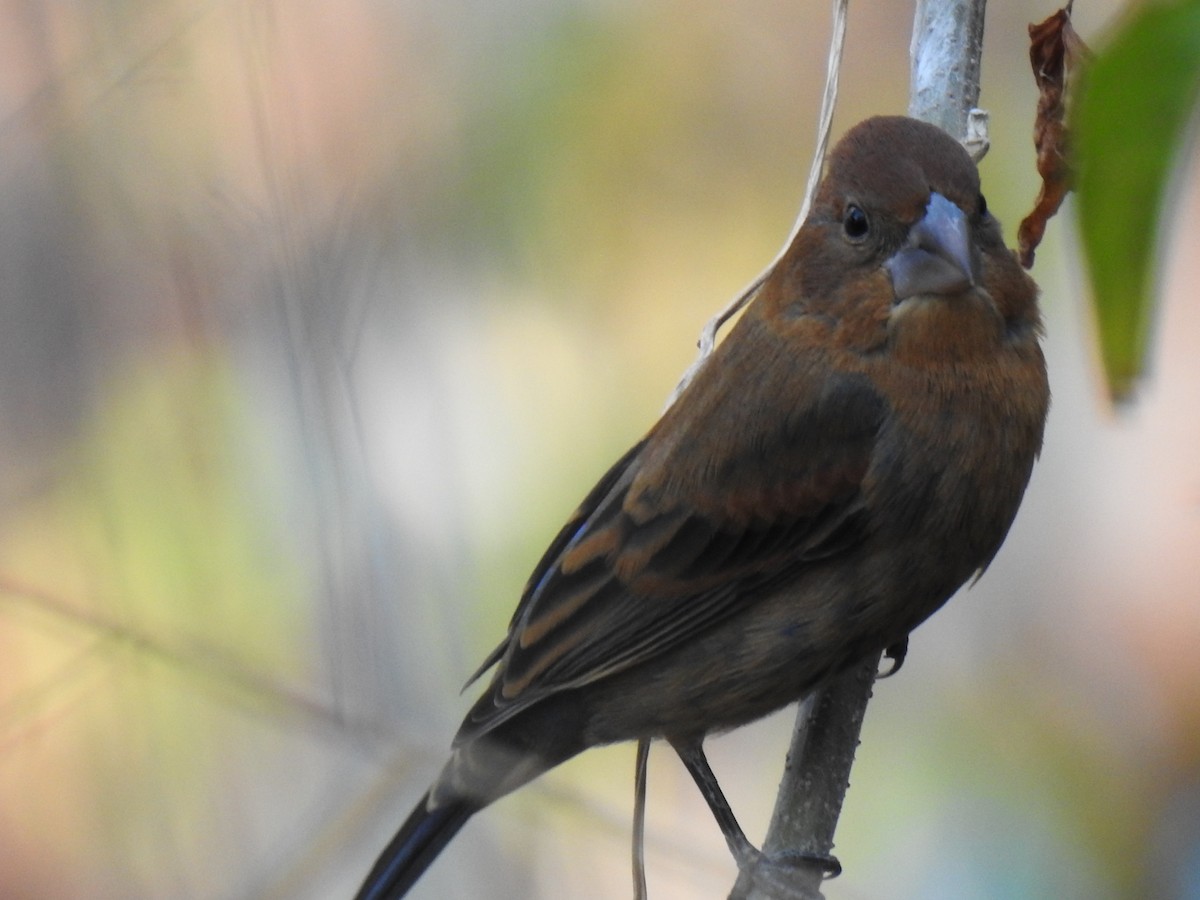 Blue Grosbeak - ML410278841