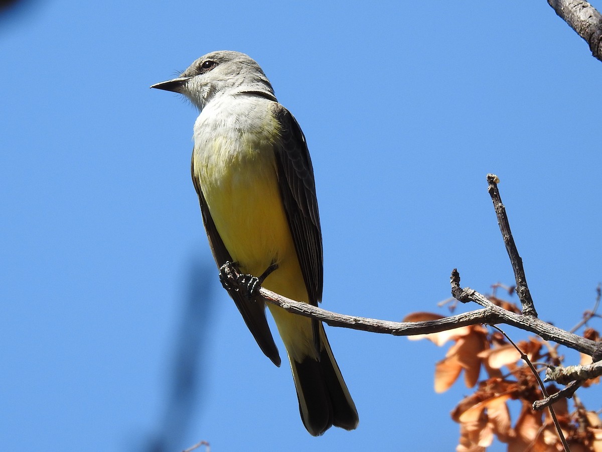 Western Kingbird - ML410279261