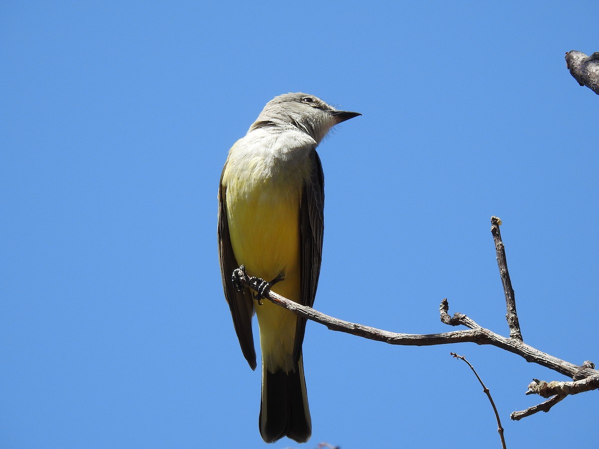 Western Kingbird - ML410279371