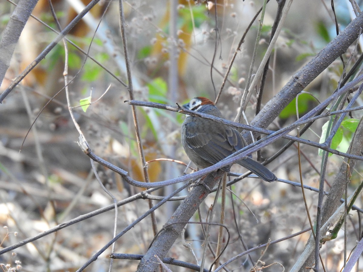 White-faced Ground-Sparrow - ML410279481