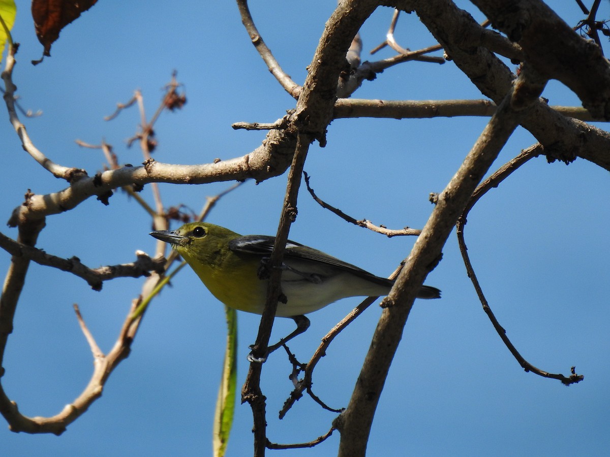 Sarı Gerdanlı Vireo - ML410279711