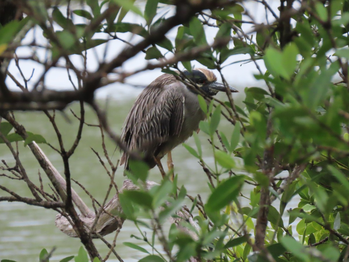 Yellow-crowned Night Heron - ML410280261