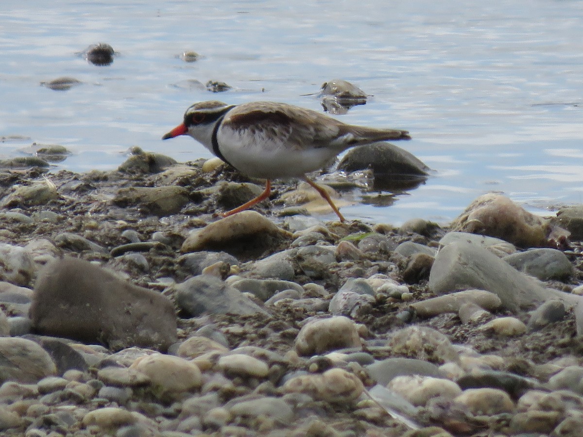 Black-fronted Dotterel - ML410280571