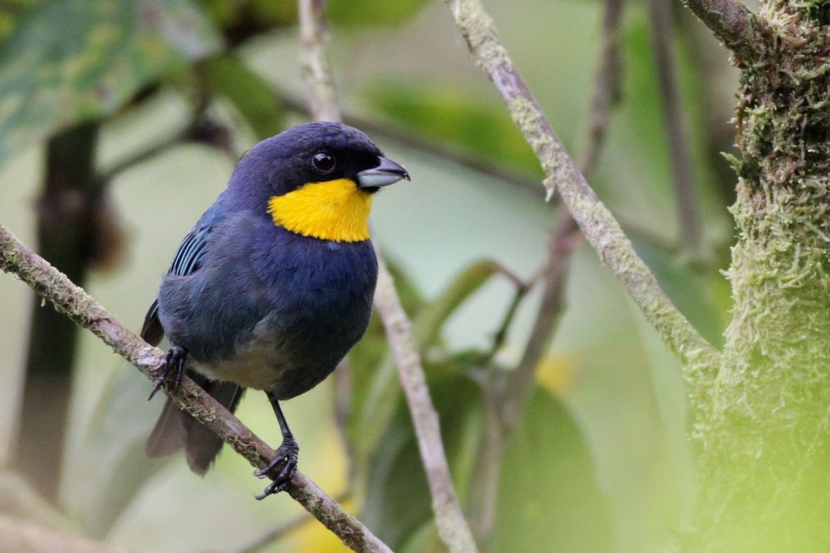 Purplish-mantled Tanager - Ian Davies