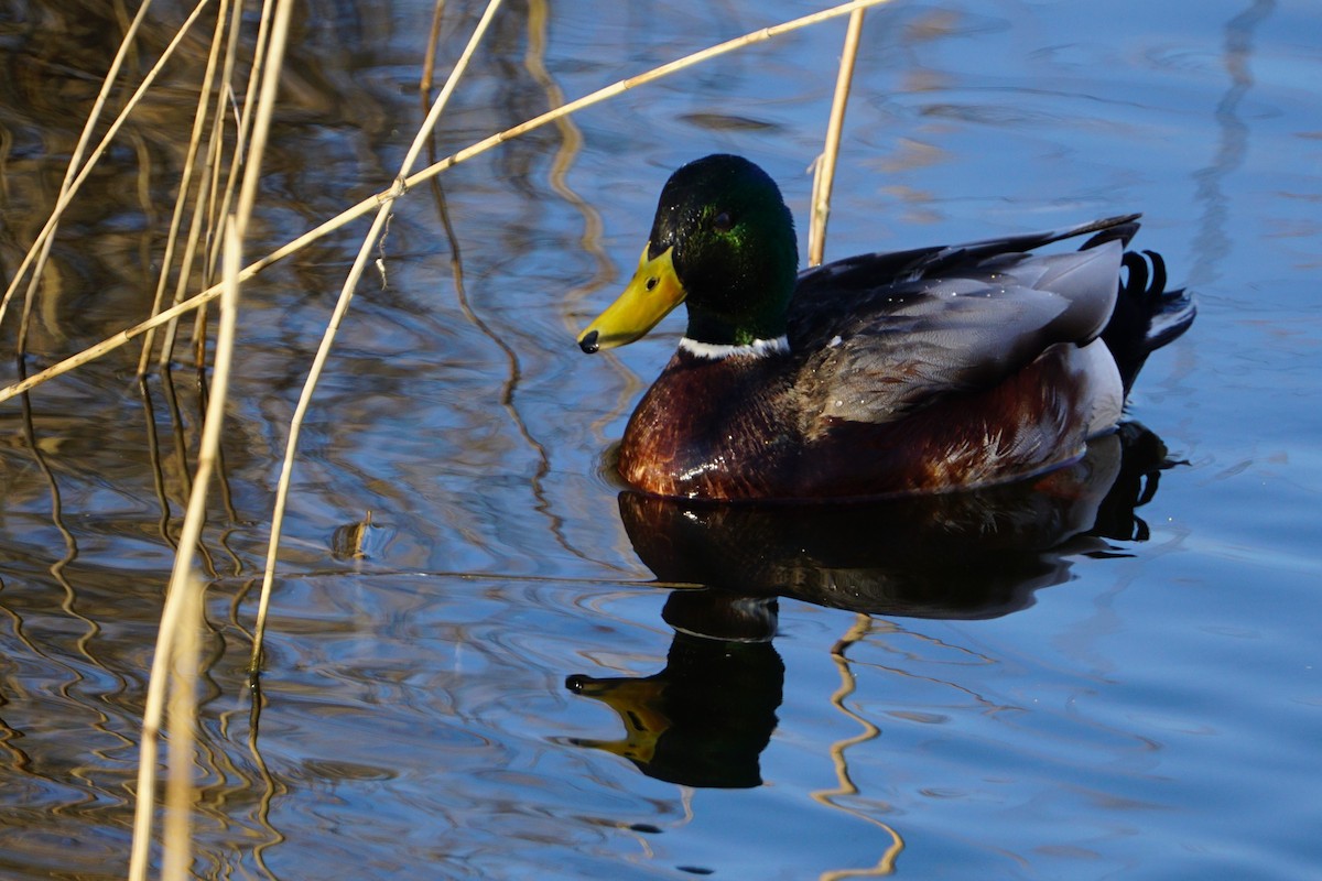 Mallard - ML410281311