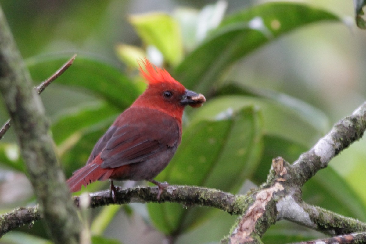 Habia à crête rouge - ML41028191