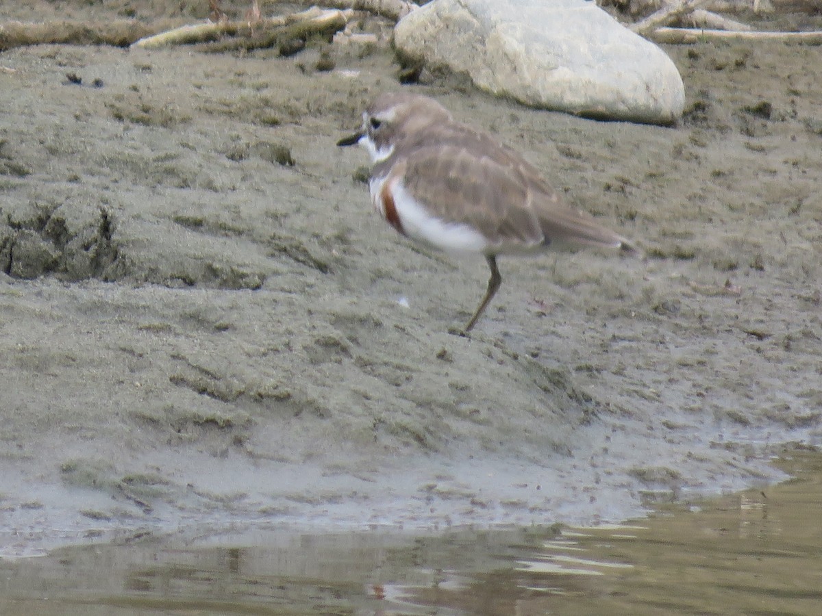Double-banded Plover - ML410281961