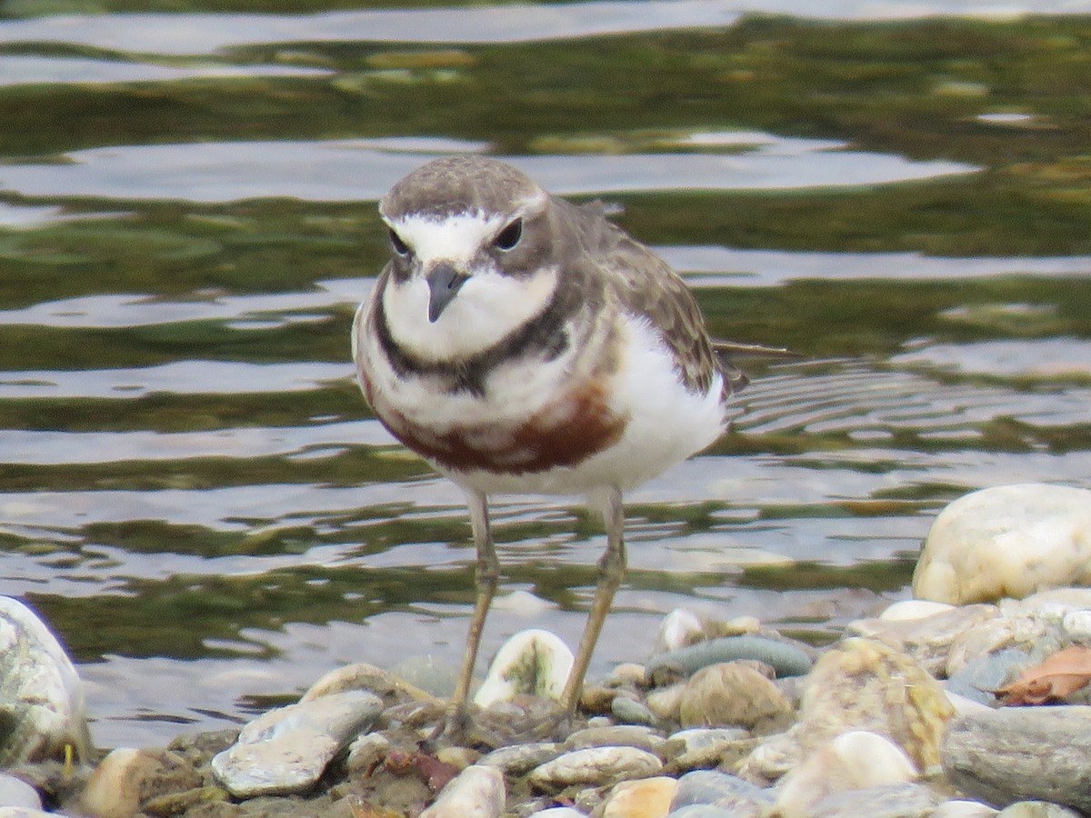 Double-banded Plover - ML410282031