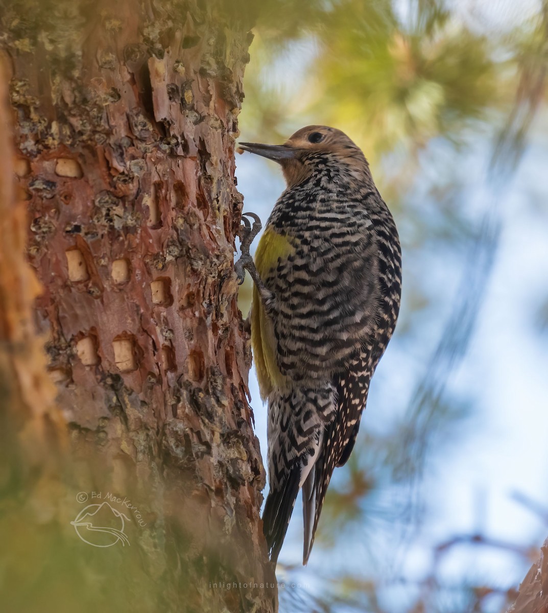 Williamson's Sapsucker - ML410283781