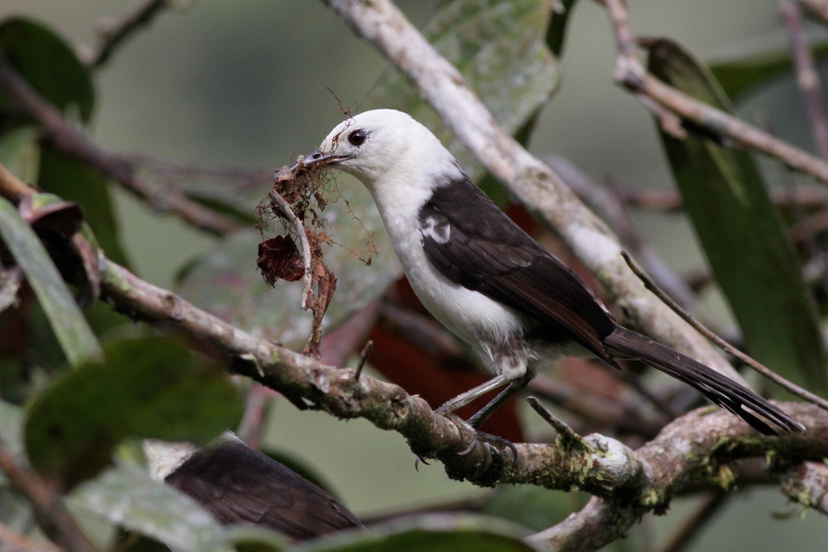 White-headed Wren - Ian Davies