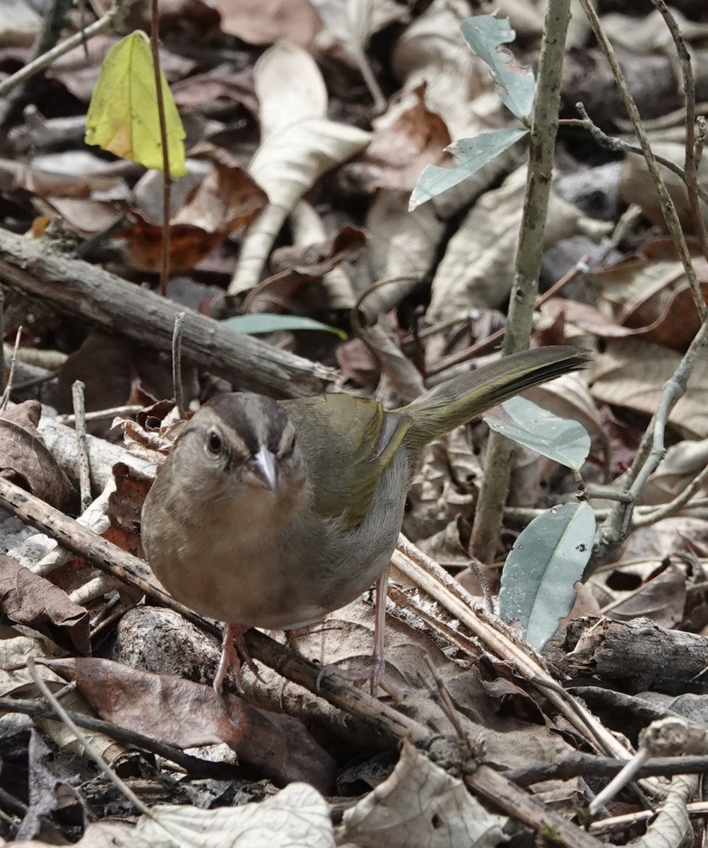 Olive Sparrow (Pacific) - ML410285371