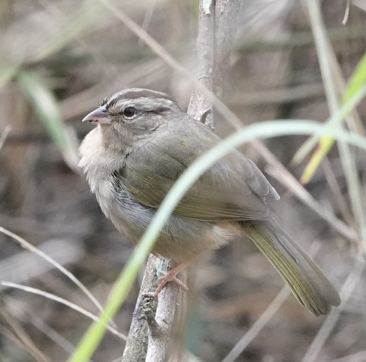 Olive Sparrow (Pacific) - ML410285381