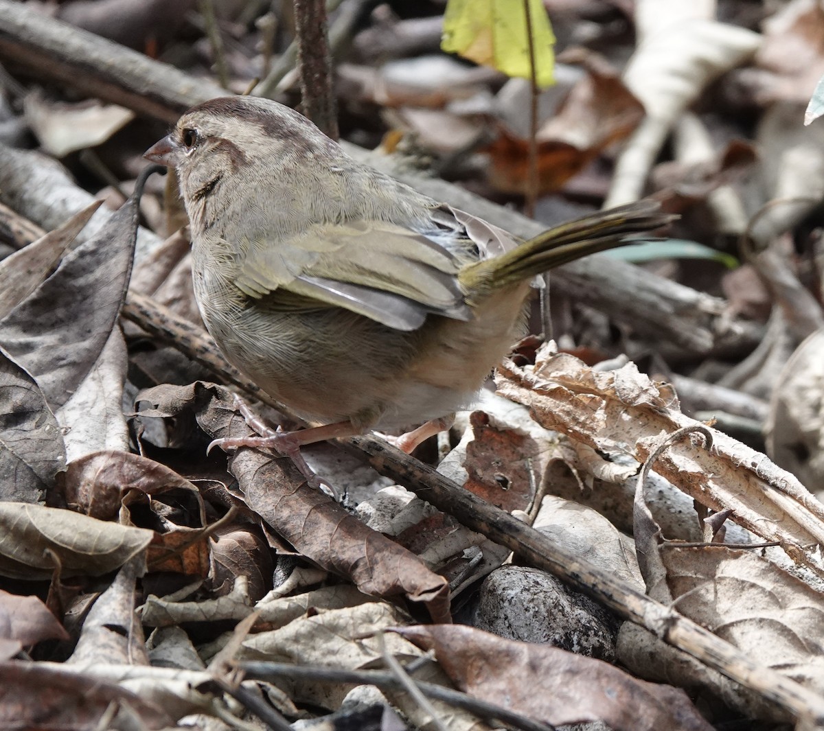 Olive Sparrow (Pacific) - ML410285401