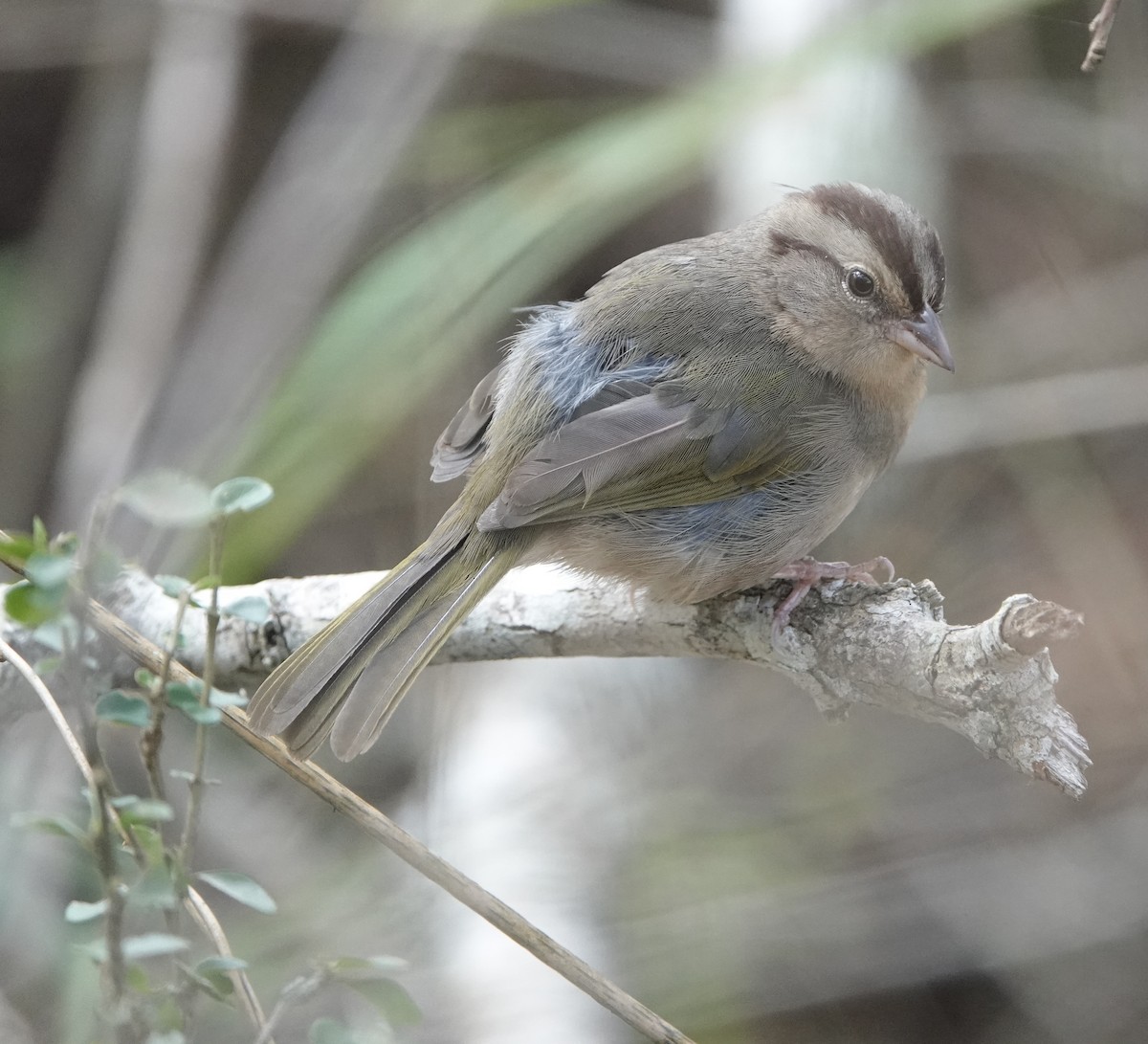 Olive Sparrow (Pacific) - ML410285421