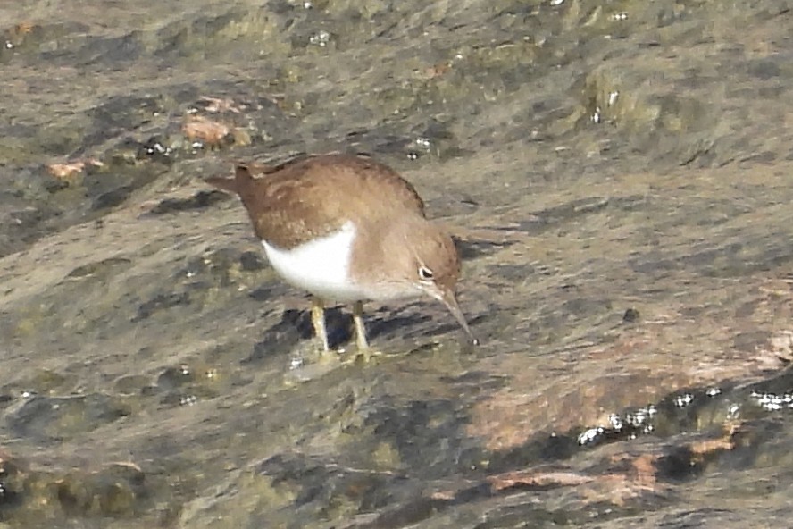 Common Sandpiper - Paco Torralba