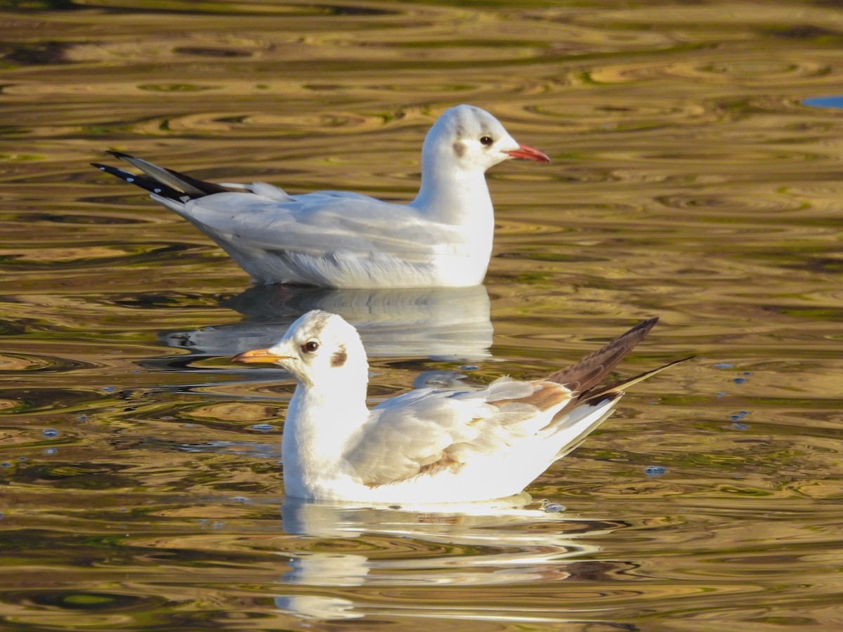 Black-headed Gull - Paco Torralba