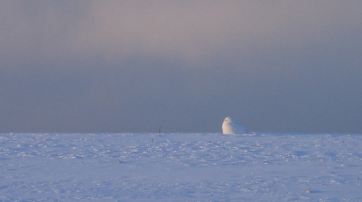 Snowy Owl - ML410288131