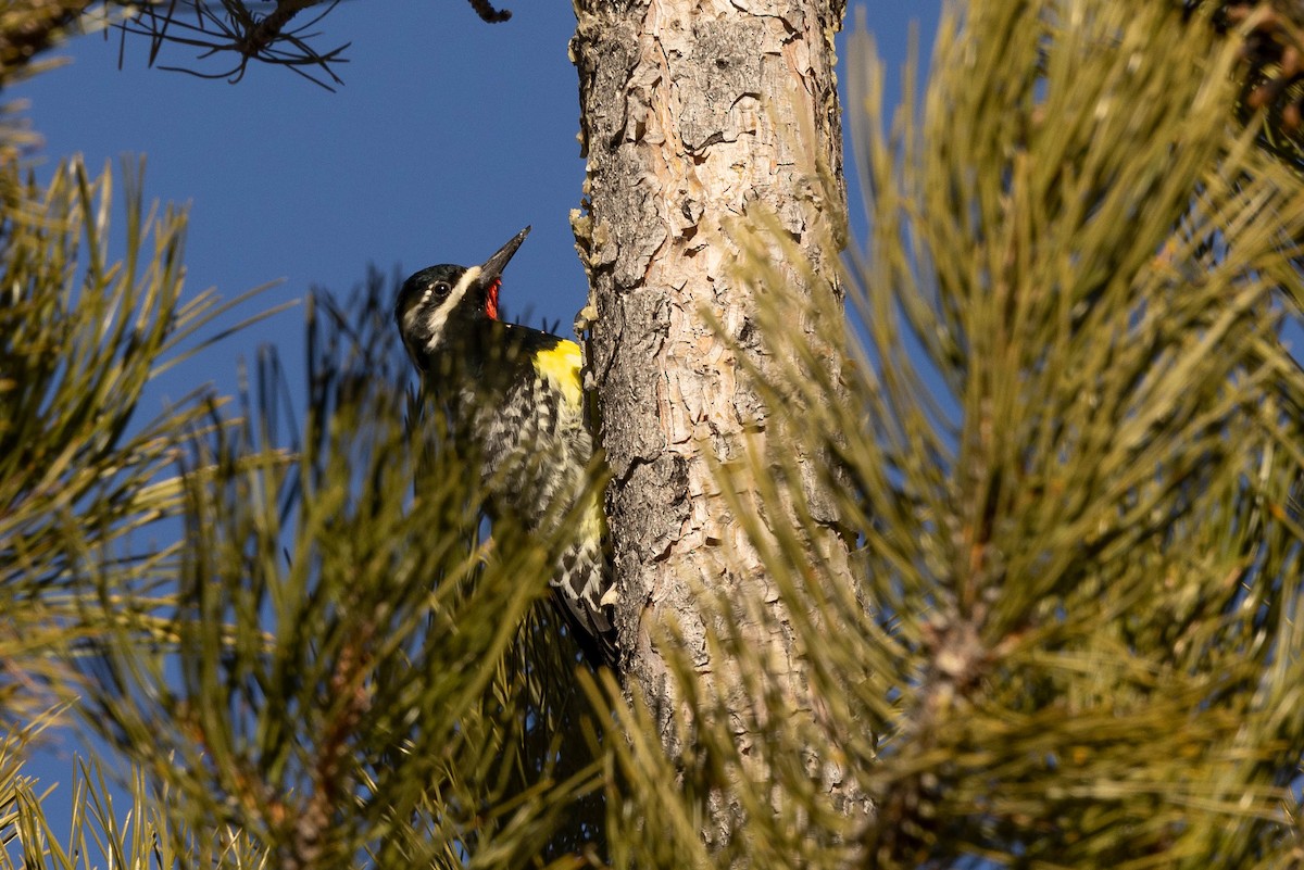 Williamson's Sapsucker - ML410289271