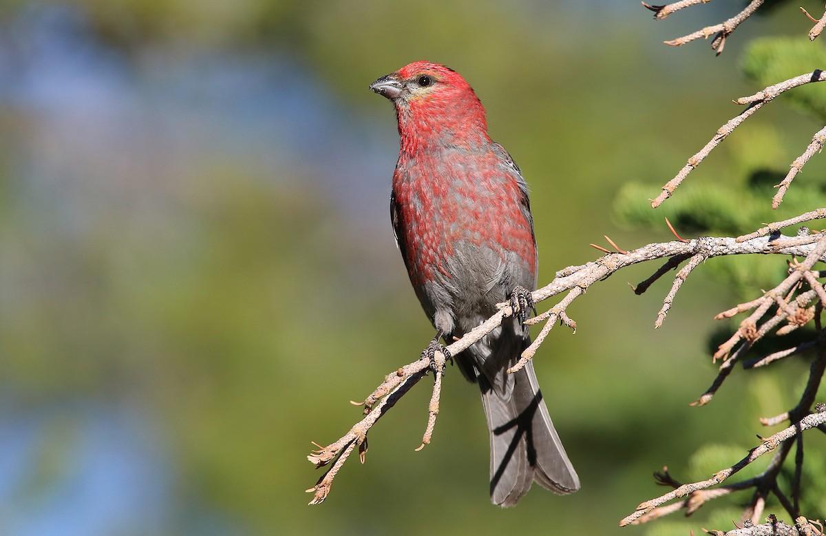 Pine Grosbeak - ML410289361