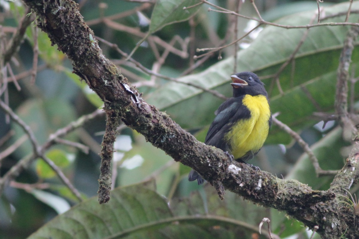 Black-and-gold Tanager - ML41029141