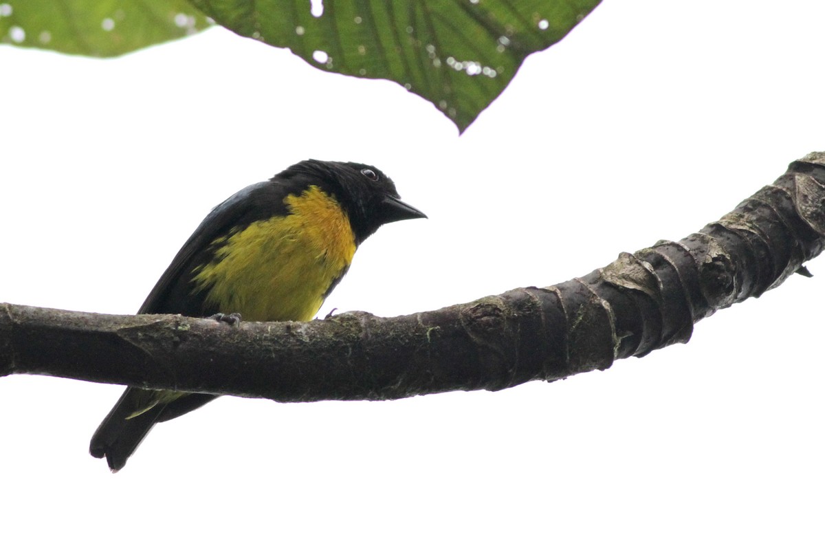 Black-and-gold Tanager - ML41029151