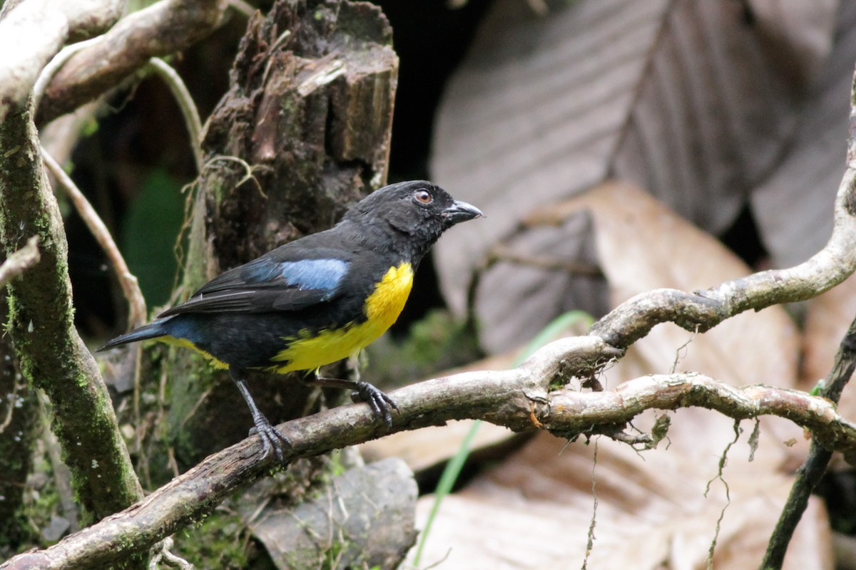 Black-and-gold Tanager - ML41029161