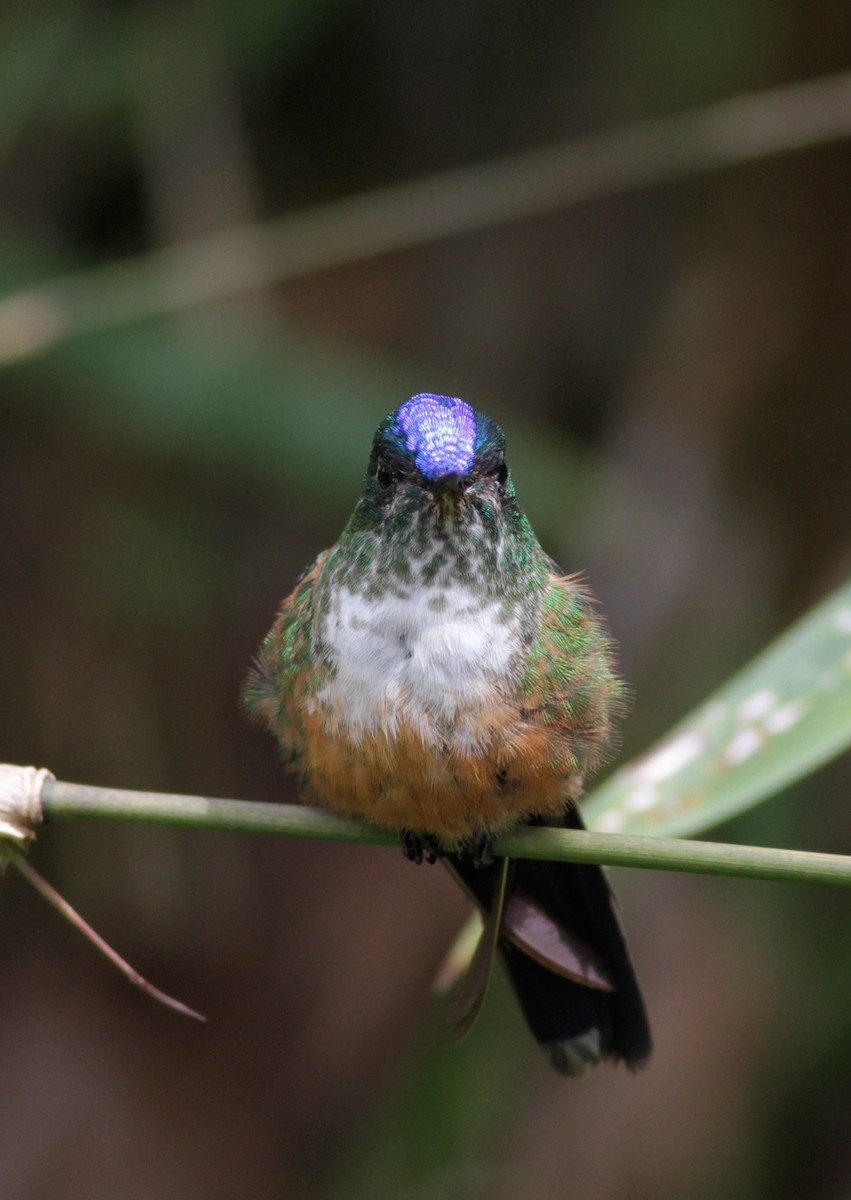 Violet-tailed Sylph - ML41029181